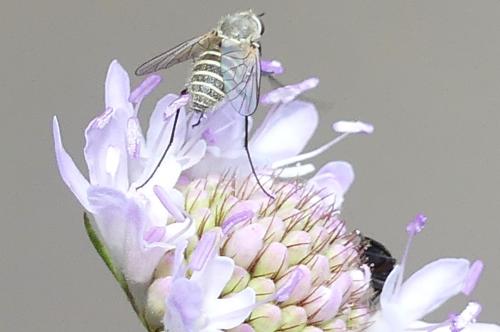 Phthiria vagans